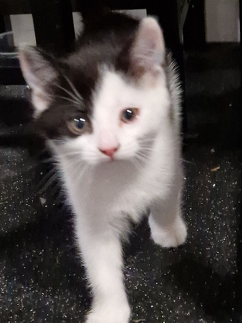 1 girl left tuxedo kittens short American hair
