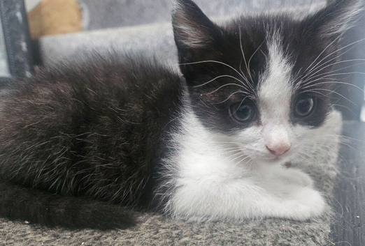 1 male kitten left - ready 11th June