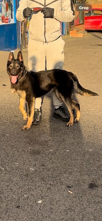 Dutch herder Female 9 months old