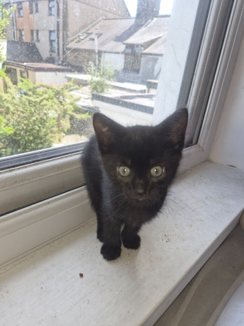 Two 11 week old kittens, looking for a forever home