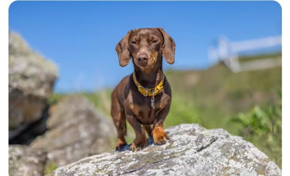 Dachshund boy 3 years old