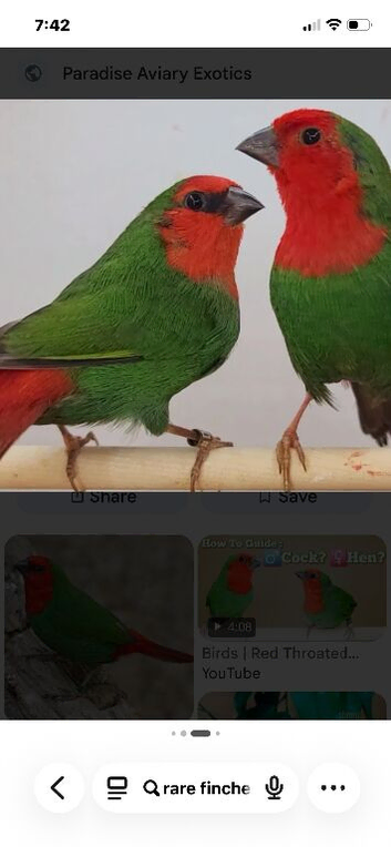 Gouldians cordon bleu pekin robins parrot finches