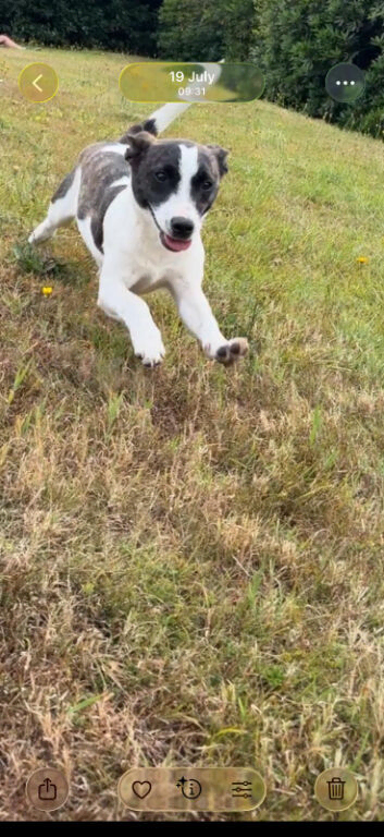 6 month old Jack Russell pup for sale