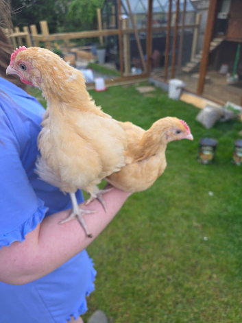 Two unsexed 8 week old buff orpingtons FREE