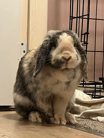 English Lop girl