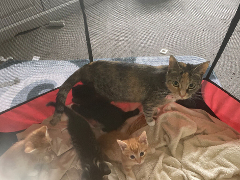 4 kittens ready for new homes