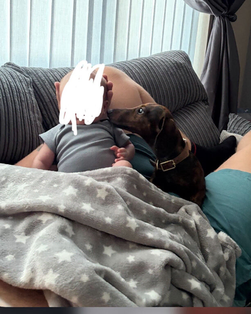 6 month old miniature dachshund