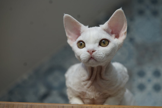 BEAUTIFUL WHITE DEVON REX GIRL - READY NOW!