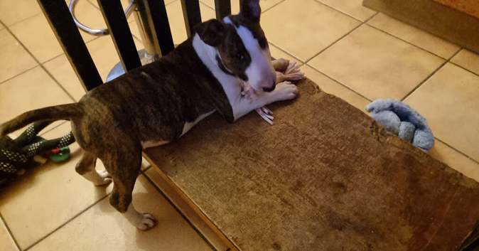 Bullterrier puppy