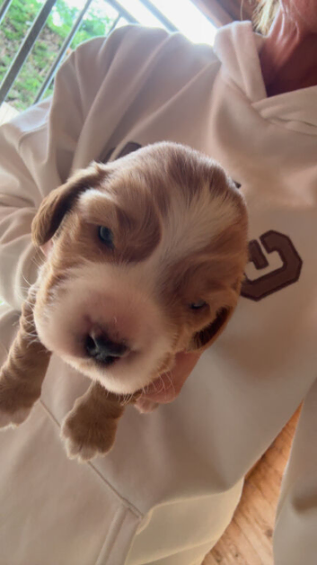 Boy gold cocker spaniel