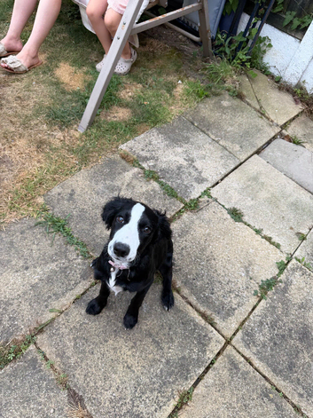 Pup for rehoming