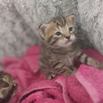 Baby kittens half begal half tabby