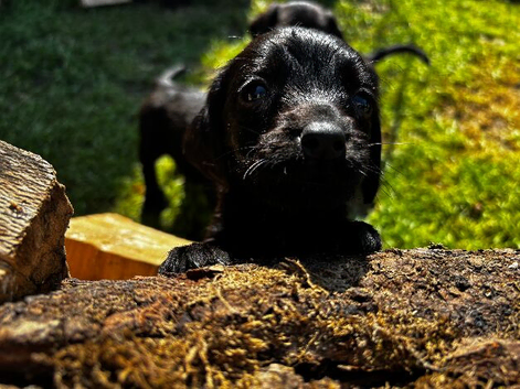 Speingador puppies