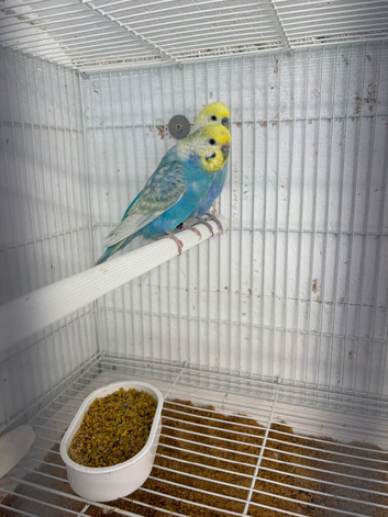 Budgies