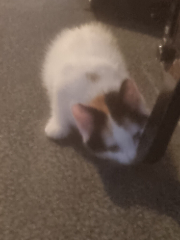 10 weeks old