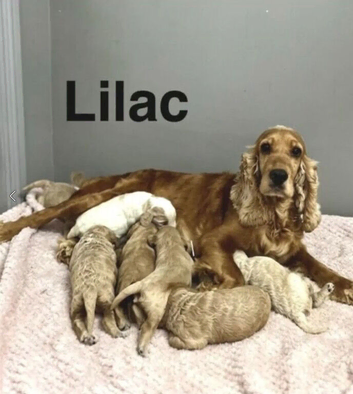 Lilac stunning litter of apricot cockapoo girls and boy