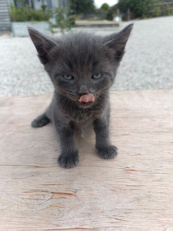 9 beautiful kittens from 2 queens