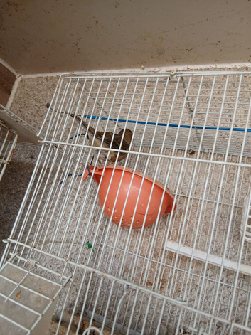 Canary