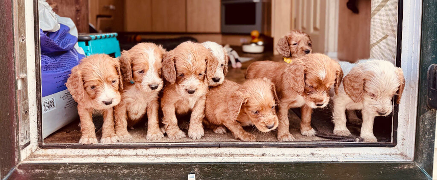 KC Registered Cocker spaniel&rsquo;s