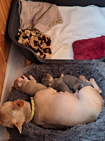 One dog 1 bitch for sale frenchies