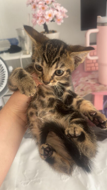 Kittens for sale