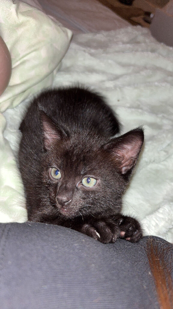 Black kitten for sale