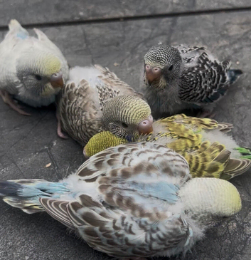 Various baby budgies