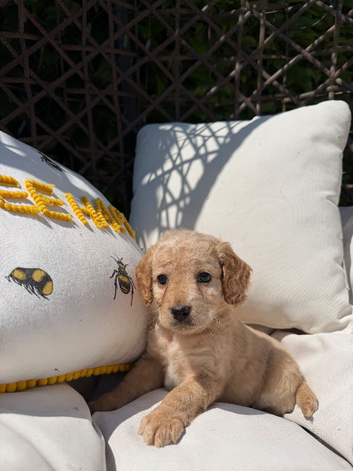 F2 cockapoo puppies