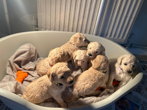 Saint Bernadoodle cross standard poodle