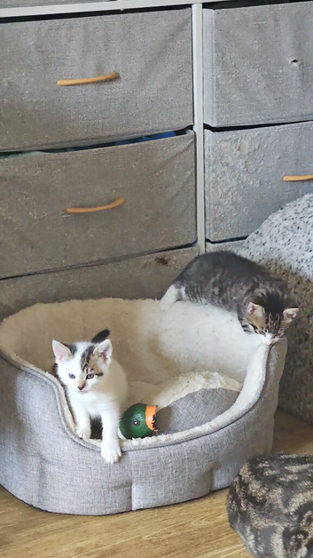 Kitten