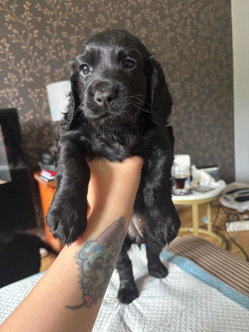 Cocker spaniel puppies