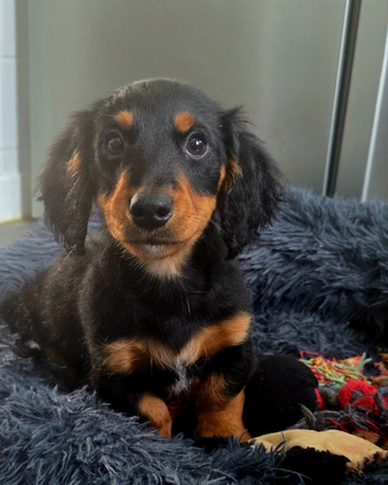 Long haired boy miniature dachshund