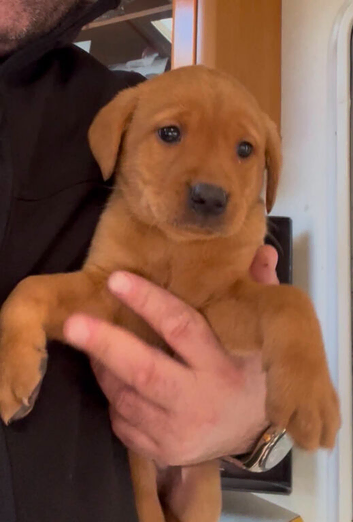 Fox red lab
