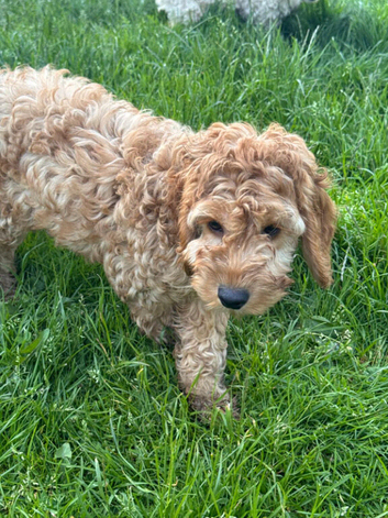 Quality Show  Cockapoo Puppies  reds and apricots