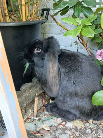 3 month old black female giant french lop