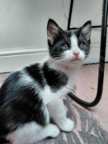 6 cute tuxedo kittens born 03 08 2026 1 boy 5 girls