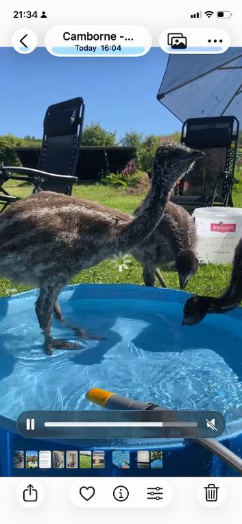 Baby emus