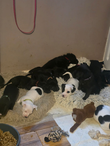 Patterdale ( qourter sausage ) cross frenchie x whippet puppies
