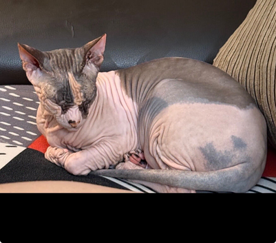 Sphinx