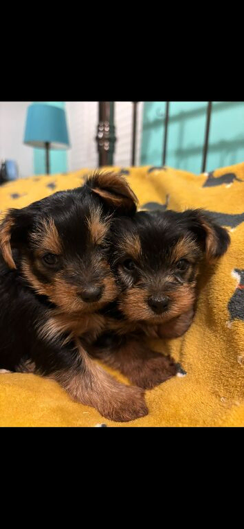 X2 miniature Stunning Yorkshire terrier puppies