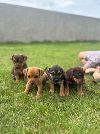 Gorgeous jack russell puppies