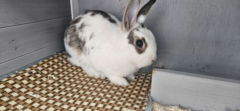 Beautiful 4 months old bunny