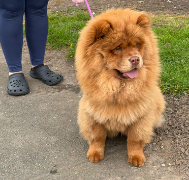 Beautiful 9 month old chocolate sable chow chow