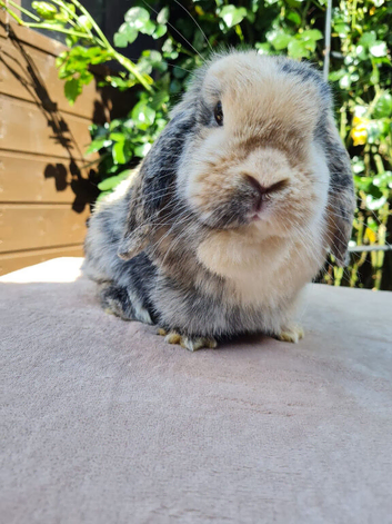 Mini lop girl for sale