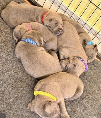 6 champion blue  Staffordshire bull terriers looking for there fur-ever home