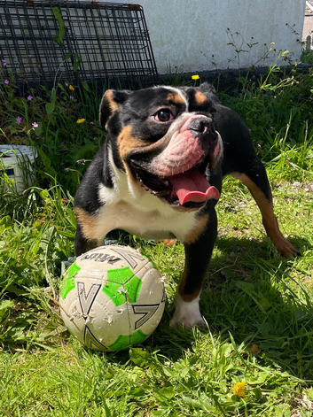 1 year old  male bulldog for sale