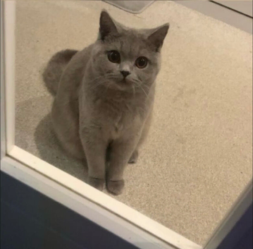 British short hair 2 years old cat