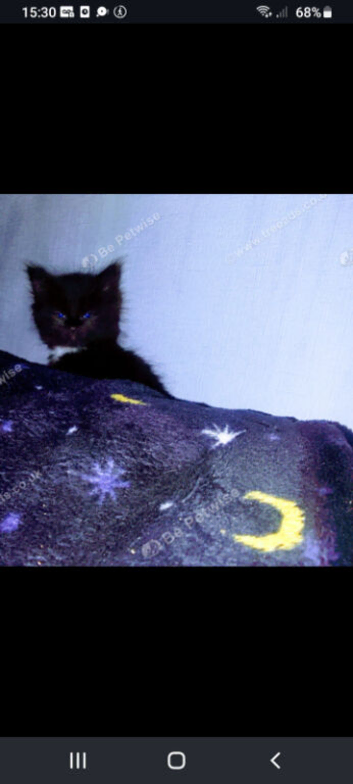 Stunning kittens