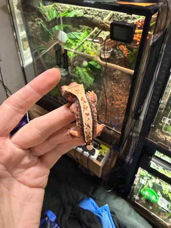 Beautiful crested gecko with bioactive enclosure