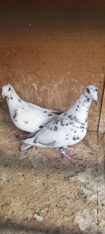 Grizzle racing pigeons for sale
